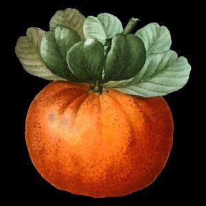 Meet your Posher, Lil_Tangerine